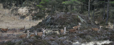 Red Deer in the Lake District by Betty Fold Gallery